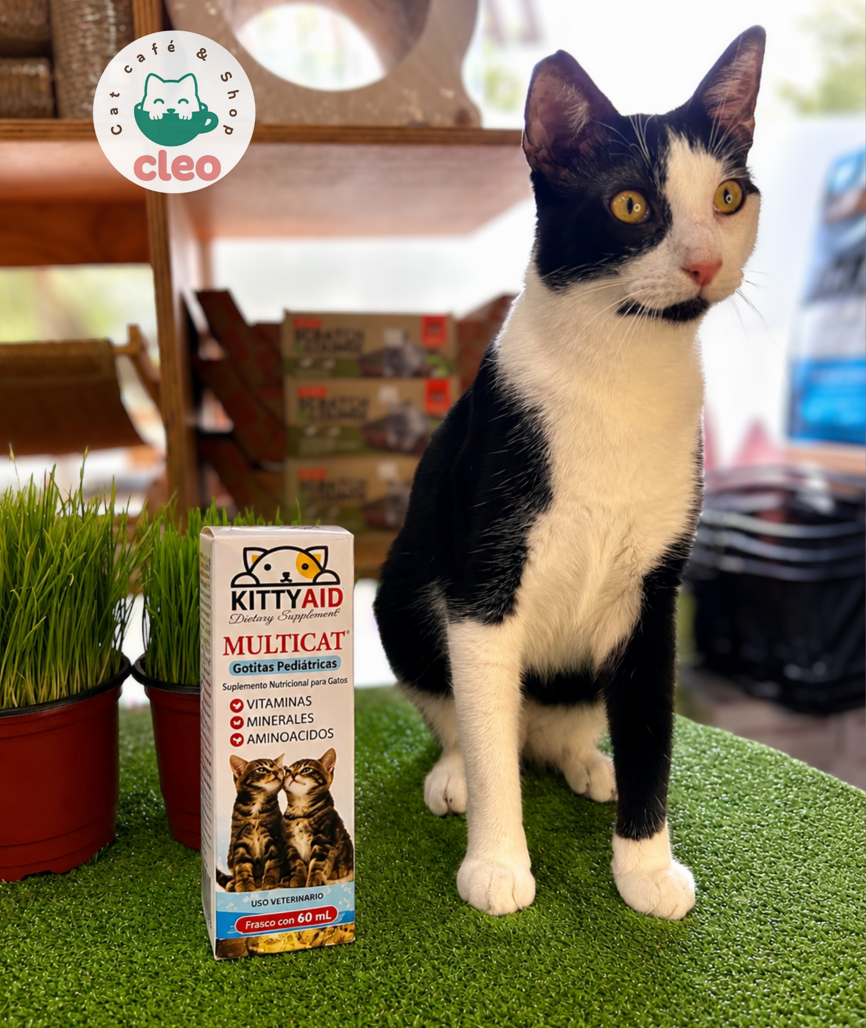 Kitty Aid Multicat Gotitas Pediátricas 60 ml | Multivitamínico con Minerales y Aminoácidos para Gatitos