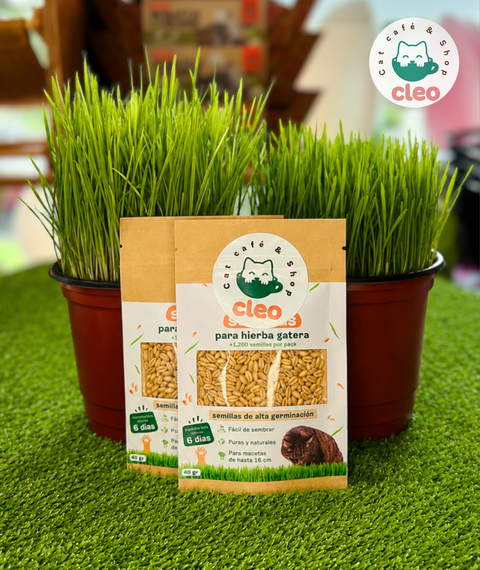 Semillas para Hierba Gatera Cleo 40 g | Cultiva Pasto Fresco y Natural para Gatos